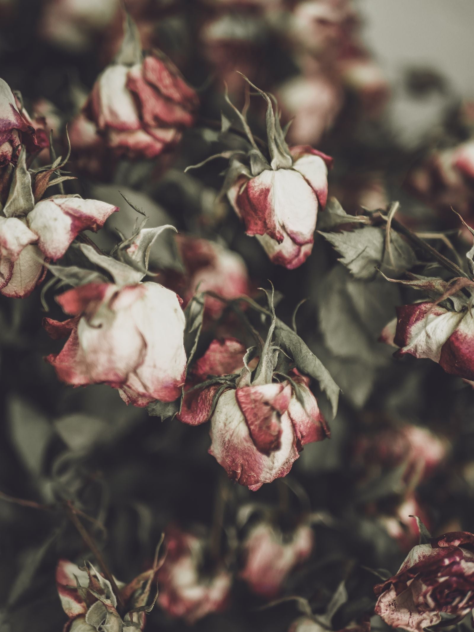 Floral